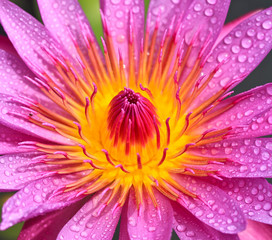 Pink lotus with yellow pollen
