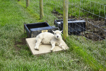 Solitary lamb lying in field