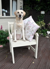 labrador relaxing