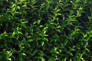 background with green leaves