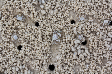 Crabs making their houses on the beach