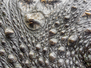 Crocodile skin texture close-up