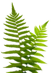 Green leaves of fern