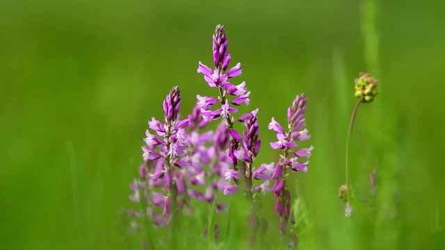 Beautiful wild flowers closeup (Polygala amara)