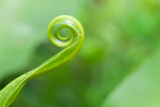 Unfolding Young Fern Leave