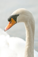 White swan