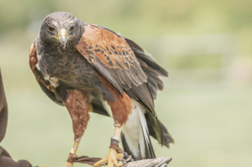 Haliastur sphenurus (ACCIPITRIDAE) Whistling Kite