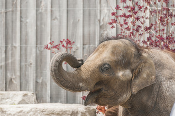 Asian elephant