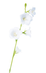 white bell  isolated on a white background