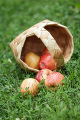 birchbark basket full of gala apples