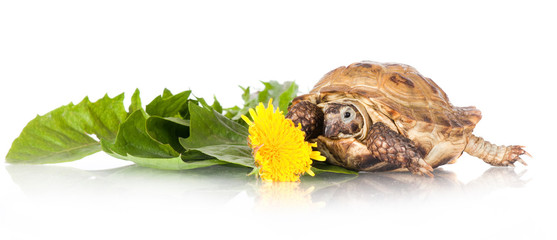 turtle with dandelions