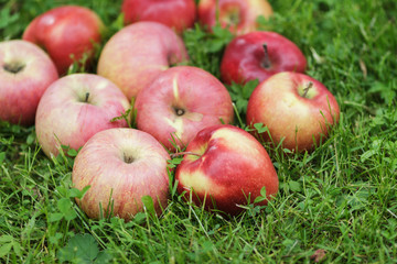 red ripe apples on fresh green grass