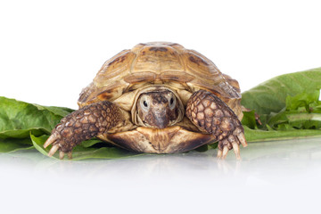 turtle isolated on white