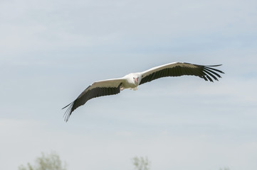 Fototapeta na wymiar Latanie african storck