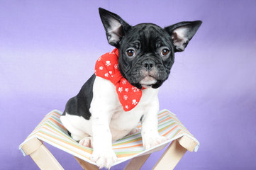 Cucciolo di Bouledogue francese