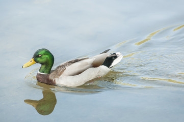 Canadian loon