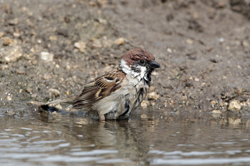 Tree sparrow, Passer montanus