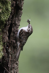 Treecreeper, Certhia familiaris