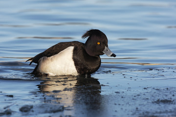 Tufted duck, Aythya fuligula, single male