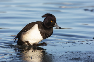 Tufted duck, Aythya fuligula, single male