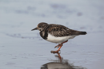 Turnstone, Arenaria interpres