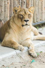 Obraz na płótnie Canvas Lioness Portrait