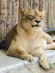 Lioness Portrait