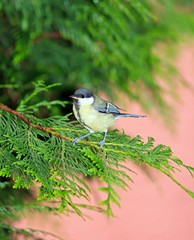 mésange sur une branche de thuya