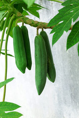 Papaya plants biennial useful. To do many things.