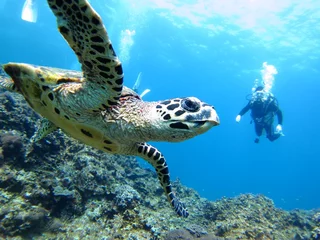 Gordijnen Zeeschildpadden en duikers © masahirosuzuki
