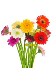 Bright gerber flowers - obrazy, fototapety, plakaty