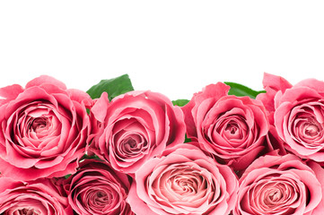 Obraz premium Roses