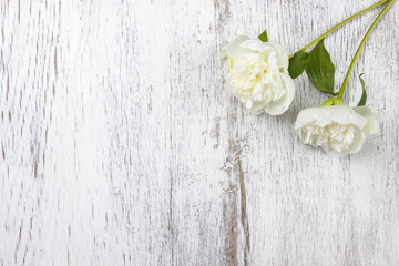 White peonies on wooden background. Copy space.