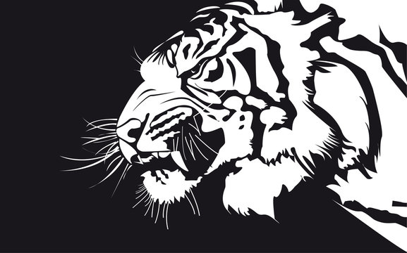tiger