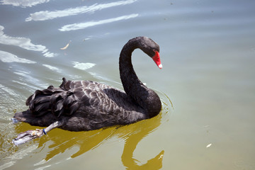 Swimming black swan.