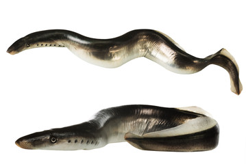 Fish lamprey, isolated