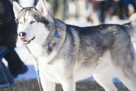 furious alaskian husly dog