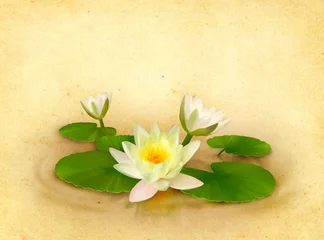 Zelfklevend Fotobehang Waterlelie Floral card with beautiful water lily drawing
