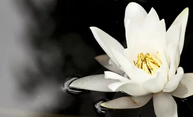 Foto op Plexiglas Waterlelie Witte waterlelie in een donkere vijver