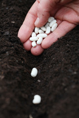 Planting bean seeds