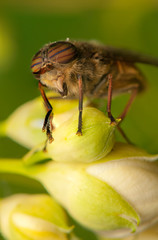 Fly