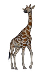 Obraz premium Giraffe turning head
