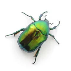 Foto op Plexiglas green beetle © Anatolii