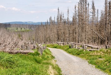 Forest destroyed by bark beetle