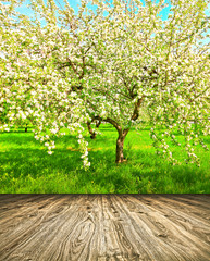 white apple and fruit trees over bright blue sky blooming day