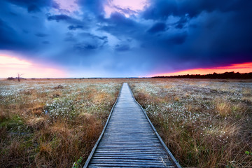 wooden path on swamp at sunset