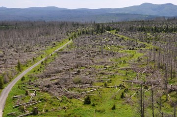 Forest destroyed by bark beetle and hurricane