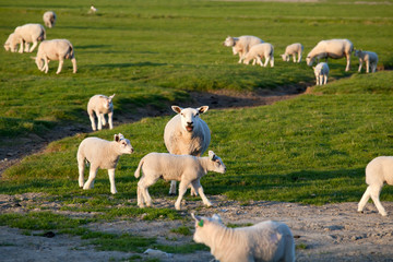 Fototapeta premium sheep mother with lambs baby on pasture