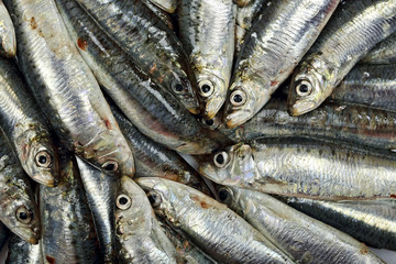 Fototapeta premium sardines