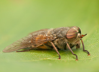 Fly